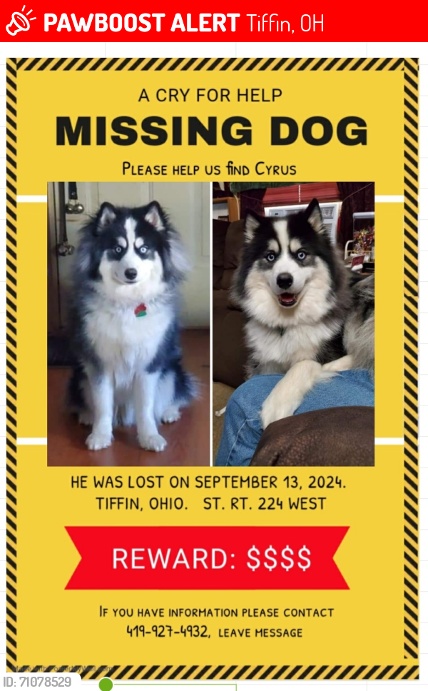Lost Male Dog last seen T.R. 113 and S.R. 224 west, Tiffin, OH 44883