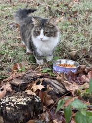 Reunited Unknown Cat last seen Jeania lane maryville tn 37801, Maryville, TN 37801