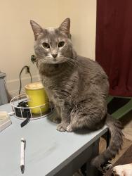 Lost Female Cat last seen Ridge Pecan Dr behind Smoothie King, Baton Rouge, LA 70810