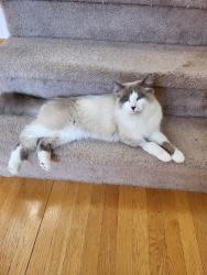 Lost Male Cat last seen O C Hester Road and Mims Road, Holly Springs, NC 27540