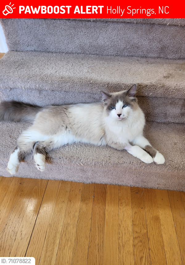 Lost Male Cat last seen O C Hester Road and Mims Road, Holly Springs, NC 27540