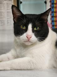 Lost Female Cat last seen Maple Ridge Seniors Village, Maple Ridge, BC V2X 2Z1