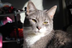 Lost Female Cat last seen canton rd & shadybrook dr , Akron, OH 44312