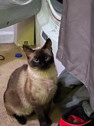 Lost Female Cat last seen Escolona and Grandview st, Santa Cruz, CA 95060