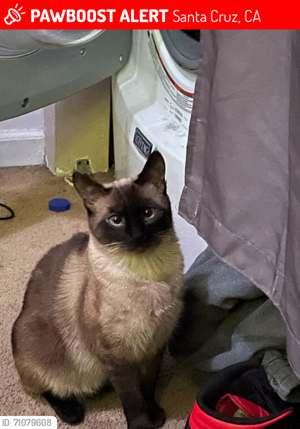 Lost Female Cat last seen Escolona and Grandview st, Santa Cruz, CA 95060