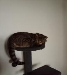 Lost Male Cat last seen 28th and Mckinley, San Bernardino, CA 92404