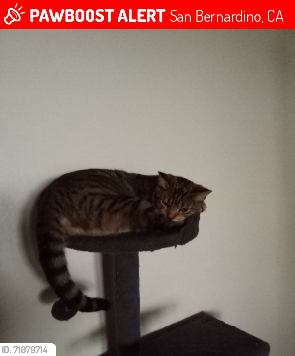 Lost Male Cat last seen 28th and Mckinley, San Bernardino, CA 92404