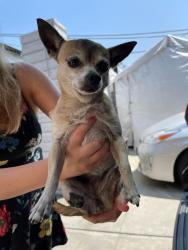 Lost Female Dog last seen Ash street, Los Angeles, CA 90042