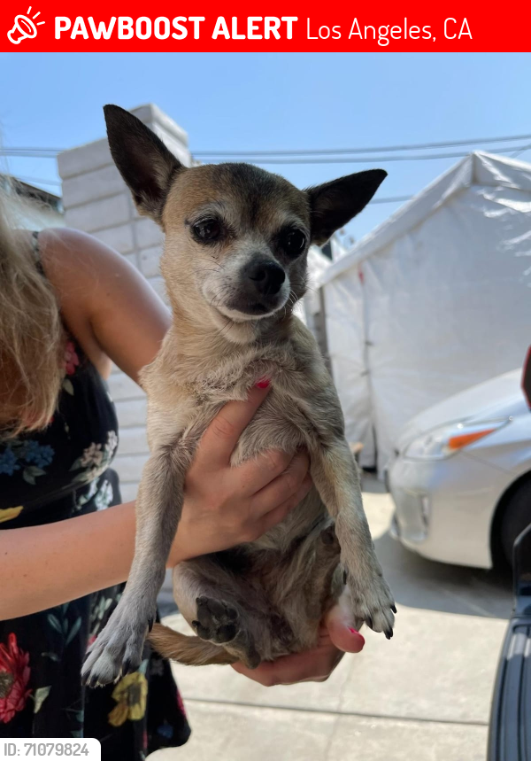 Lost Female Dog last seen Ash street, Los Angeles, CA 90042