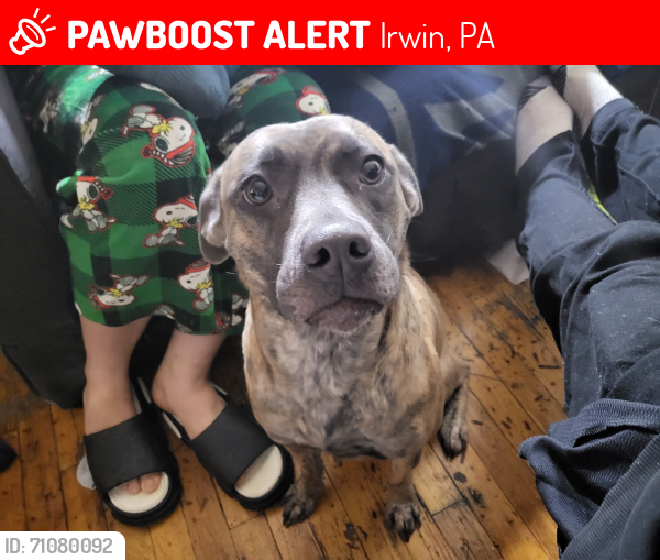 Lost Male Dog last seen Greensburg pa Irwin , Irwin, PA 15642