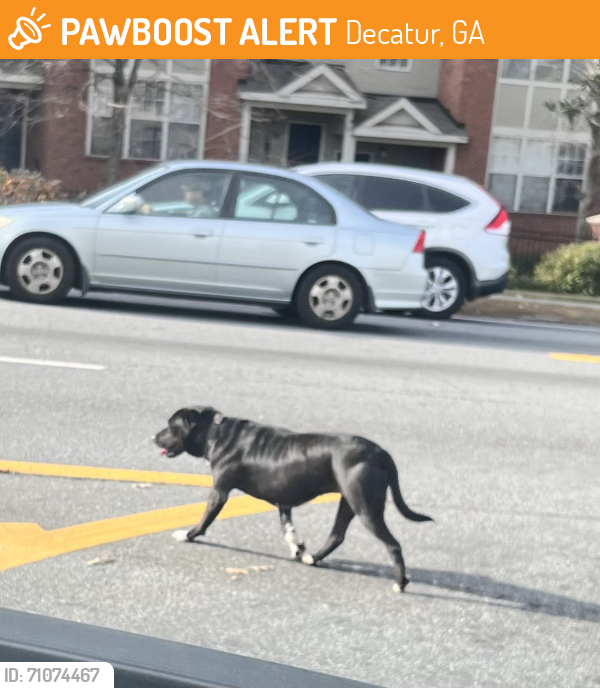 Found/Stray Unknown Dog last seen Clairmont and N. Decatur Rd, Decatur, GA 30033