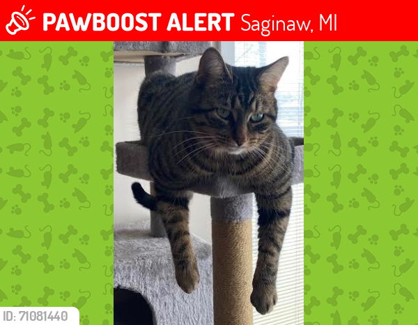 Lost Male Cat last seen Schust Rd near 675, south toward McCarty & east toward Michigan, Saginaw, MI 48604