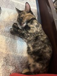 Lost Female Cat last seen Near 64th st , Tacoma, WA 98408