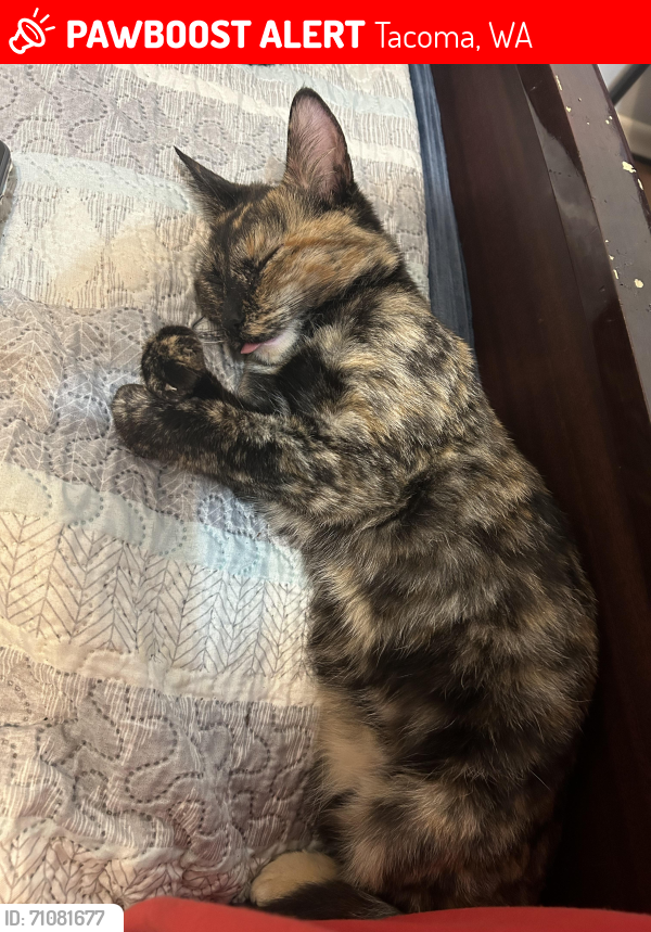 Lost Female Cat last seen Near 64th st , Tacoma, WA 98408