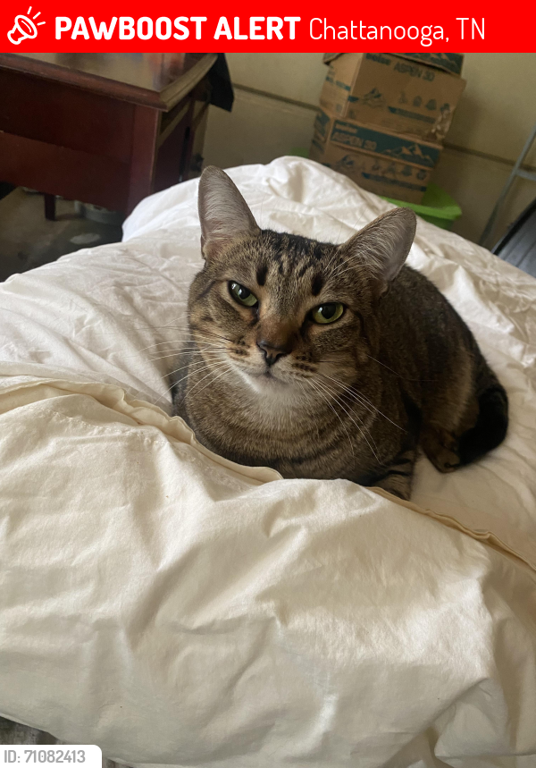Chattanooga, TN Lost Female Cat, Cleo Is Missing PawBoost