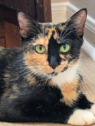 Lost Female Cat last seen West Bluff Dr and Pebble Lake Drive, Montgomery County, TX 77354