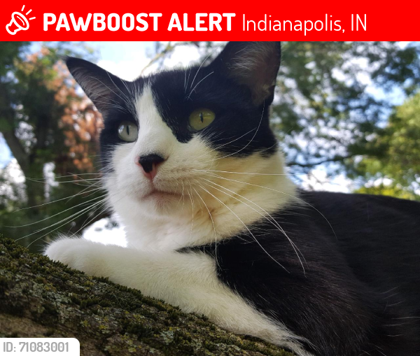 Lost Male Cat last seen Muessing & E Prospect, Indianapolis, IN 46239