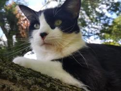 Lost Male Cat last seen Muessing & E Prospect, Indianapolis, IN 46239