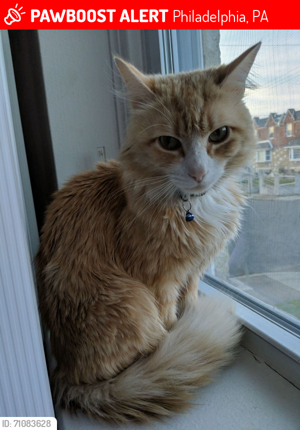 Lost Male Cat last seen Vista and Leonard Streets /Shelmire Ave/Bradford Park . , Philadelphia, PA 19152