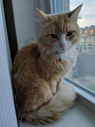 Lost Male Cat last seen Vista and Leonard Streets /Shelmire Ave/Bradford Park . , Philadelphia, PA 19152