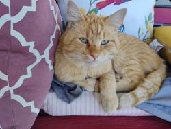 Lost Male Cat last seen Arrowview Animal Clinic in the alley north of Highland Ave, San Bernardino, CA 92404