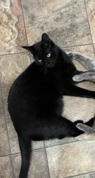 Lost Male Cat last seen Near Menaul Blvd NE, Albuquerque, NM 87112