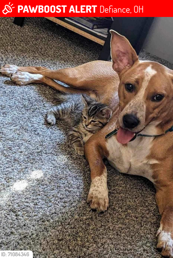 Lost Male Dog last seen Dakota Place , Defiance, OH 43512