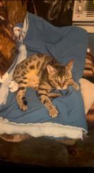 Lost Male Cat last seen Near N ATLANTIC AVE , Portland, OR 97217