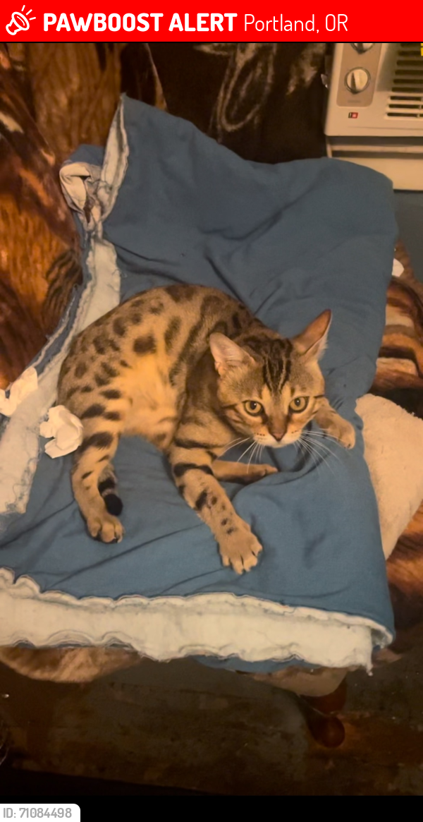 Lost Male Cat last seen Near N ATLANTIC AVE , Portland, OR 97217