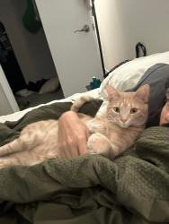 Lost Male Cat last seen Brentwood Park subdivision , Stockbridge, GA 30281