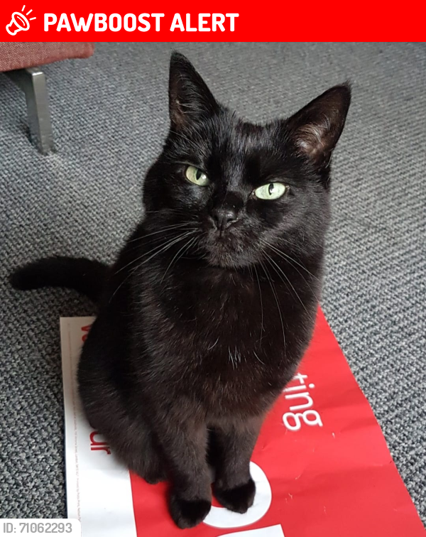 Lost Female Cat last seen Alma Rd Manchester M33, Greater Manchester, England M33 4HE