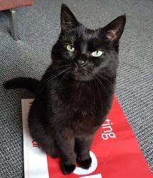 Lost Female Cat last seen Alma Rd Manchester M33, Greater Manchester, England M33 4HE