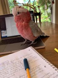 Lost Male Bird last seen Alderman and alternate 19 , Palm Harbor, FL 34683