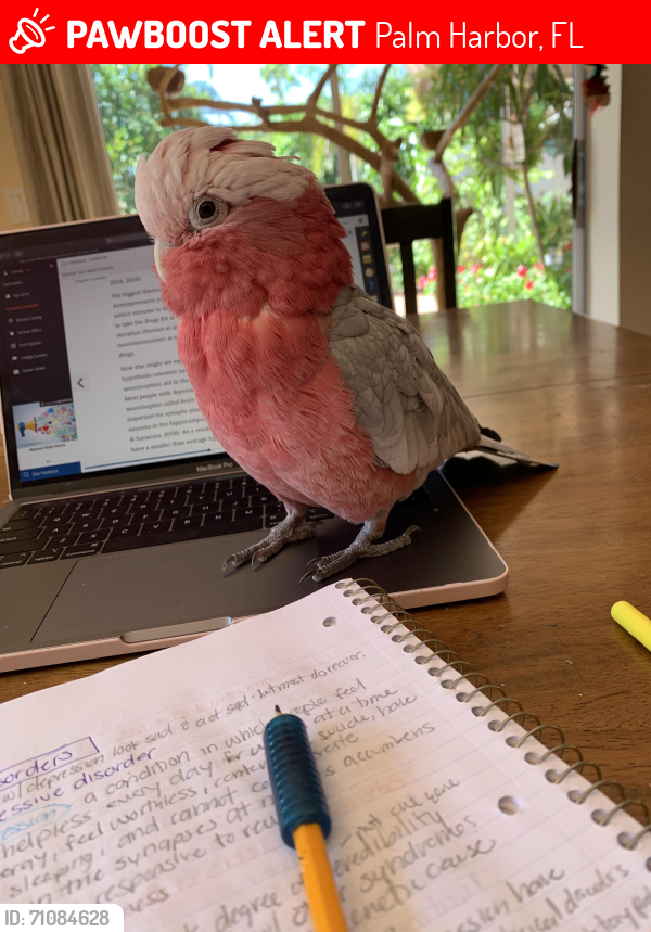 Lost Male Bird last seen Alderman and alternate 19 , Palm Harbor, FL 34683