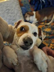 Reunited Male Dog last seen Milky Way & Gumdrop, Apex, NC 27502
