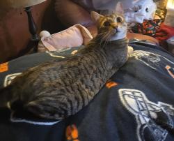Lost Male Cat last seen S Rood Road & Annie Glidden Road, Kingston, IL 60145