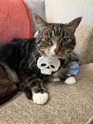 Lost Male Cat last seen 83rd and Deer Valley in Peoria, near Sunrise Mountain High School, Peoria, AZ 85382