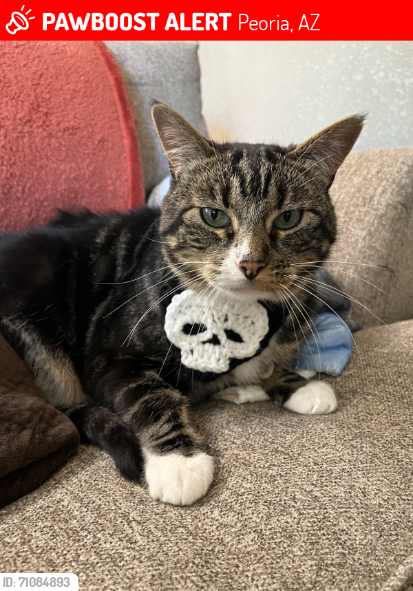 Lost Male Cat last seen 83rd and Deer Valley in Peoria, near Sunrise Mountain High School, Peoria, AZ 85382