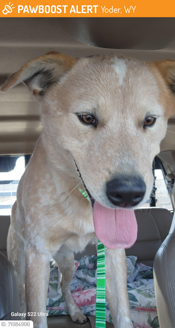 Found/Stray Male Dog last seen Yoder, Wy.. Veteran, Wy, Yoder, WY 82244
