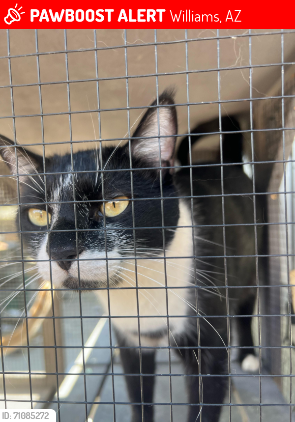 Lost Male Cat last seen I-40, Williams, AZ 86046