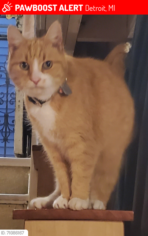 Lost Male Cat last seen Majestic and Warren, Detroit, MI 48228