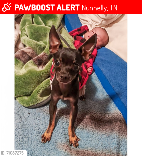 Lost Male Dog last seen Off of Pinewood Road , Nunnelly, TN 37137