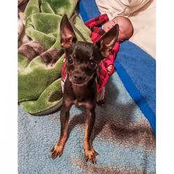 Lost Male Dog last seen Off of Pinewood Road , Nunnelly, TN 37137