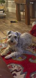 Lost Female Dog last seen Hammond and PINE, San Antonio, TX 78210