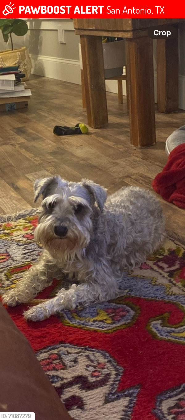 Lost Female Dog last seen Hammond and PINE, San Antonio, TX 78210