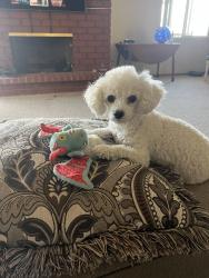 Lost Female Dog last seen Turnbull canyon & Avocado terrace, Hacienda Heights, CA 91746