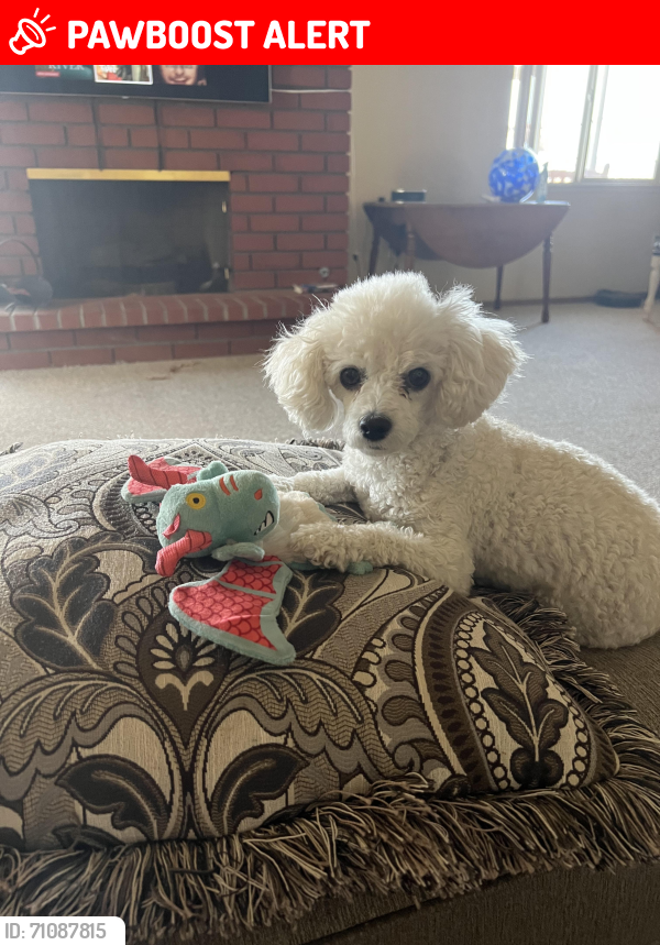 Lost Female Dog last seen Turnbull canyon & Avocado terrace, Hacienda Heights, CA 91746