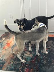 Lost Male Dog last seen Aransas Street and Westmoreland, Dallas, TX 75212