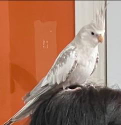 Lost Male Bird last seen Stuebner Airline / Fernbluff in Klein, TX, Spring, TX 77379