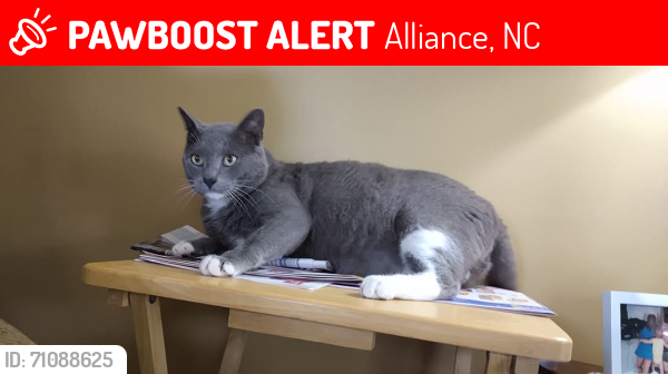 Lost Male Cat last seen Hwy 55, Coastal Pet Clinic , Alliance, NC 28515